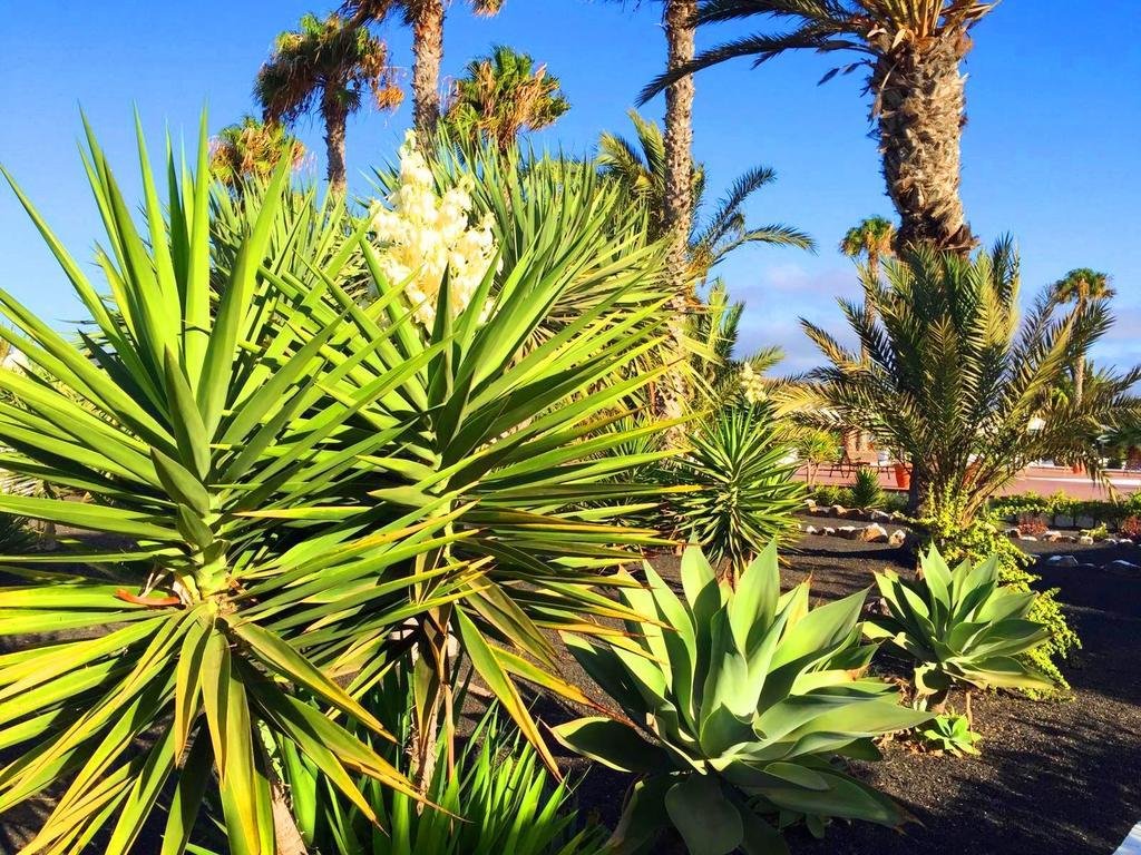 Casita Blanca, Jardin Del Sol 1 Βίλα Πλάγια Μπλάνκα Εξωτερικό φωτογραφία